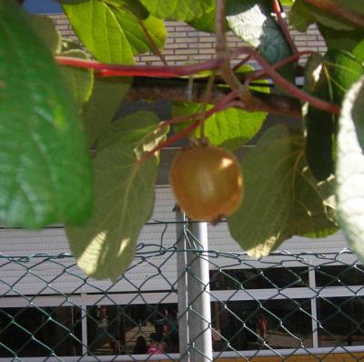 20070913222935-kiwi.jpg
